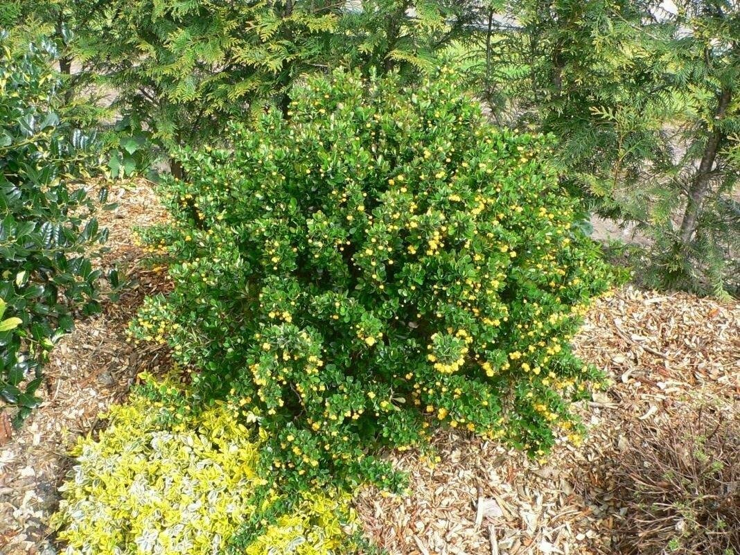 Вечнозеленые кустарники фото с названиями для сада