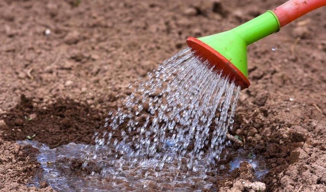 Как пролить землю. Чем обработать землю перед посадкой рассады. Полив почвы. Как пролить землю. Полит земля.