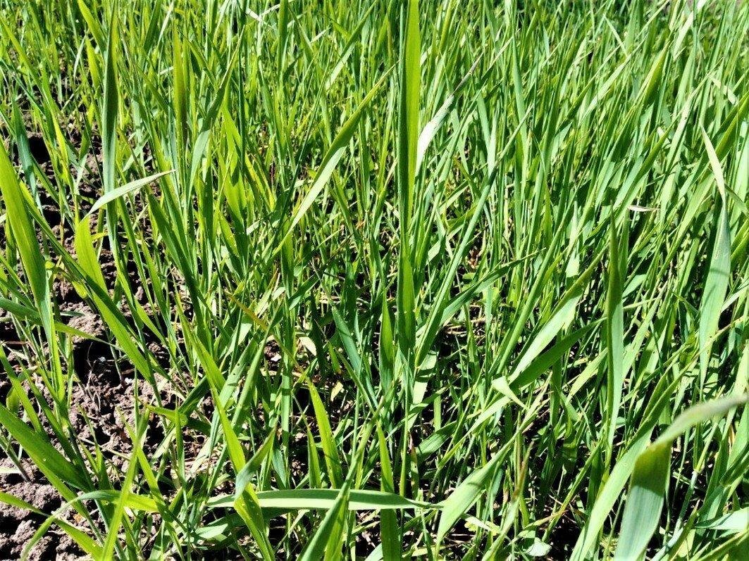 пырей ползучий борьба. порей трава сорняк фото. пырей и картофель. пырей ползучий борьба. пырей ползучий сорные растения.