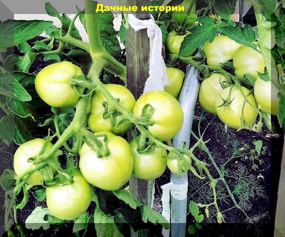 сибирская селекция томатов фото