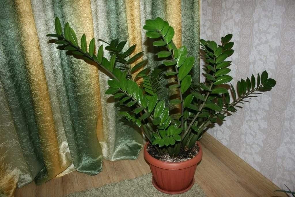 Что за комнатное растение по фото