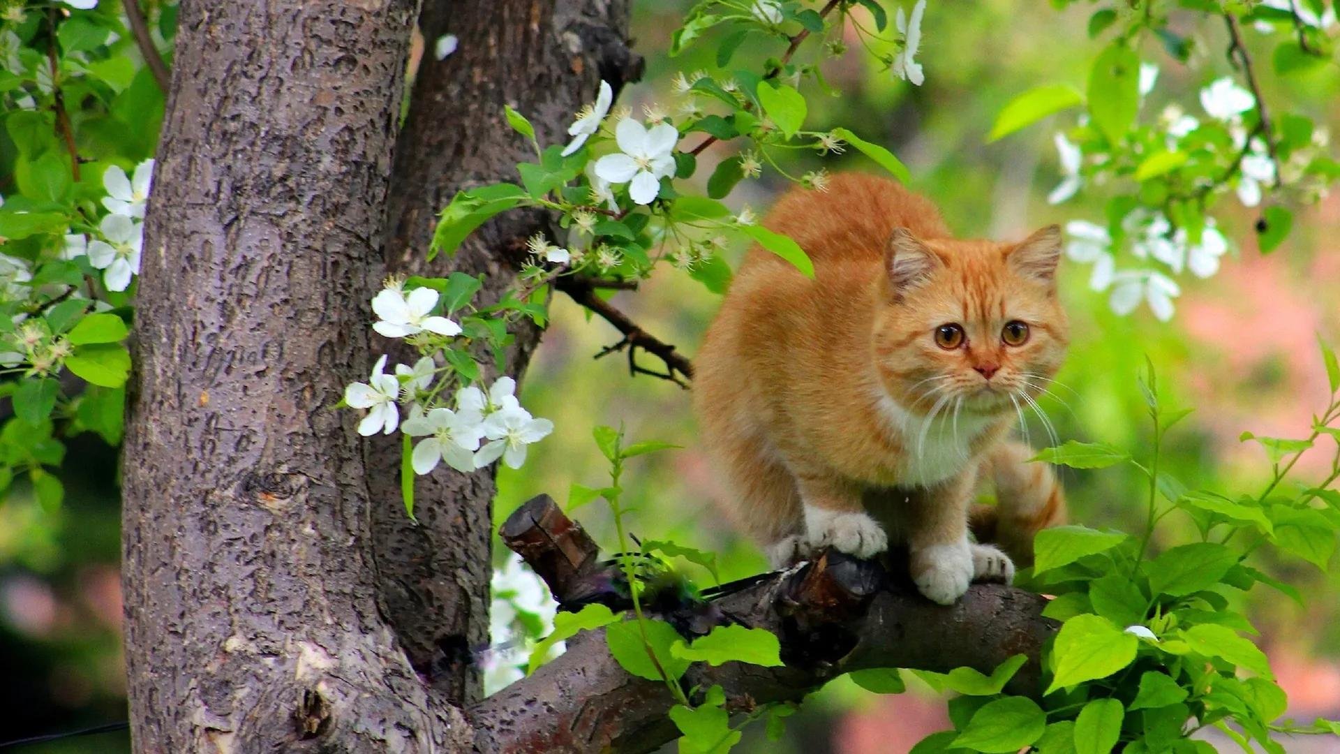 Коты на дереве фото