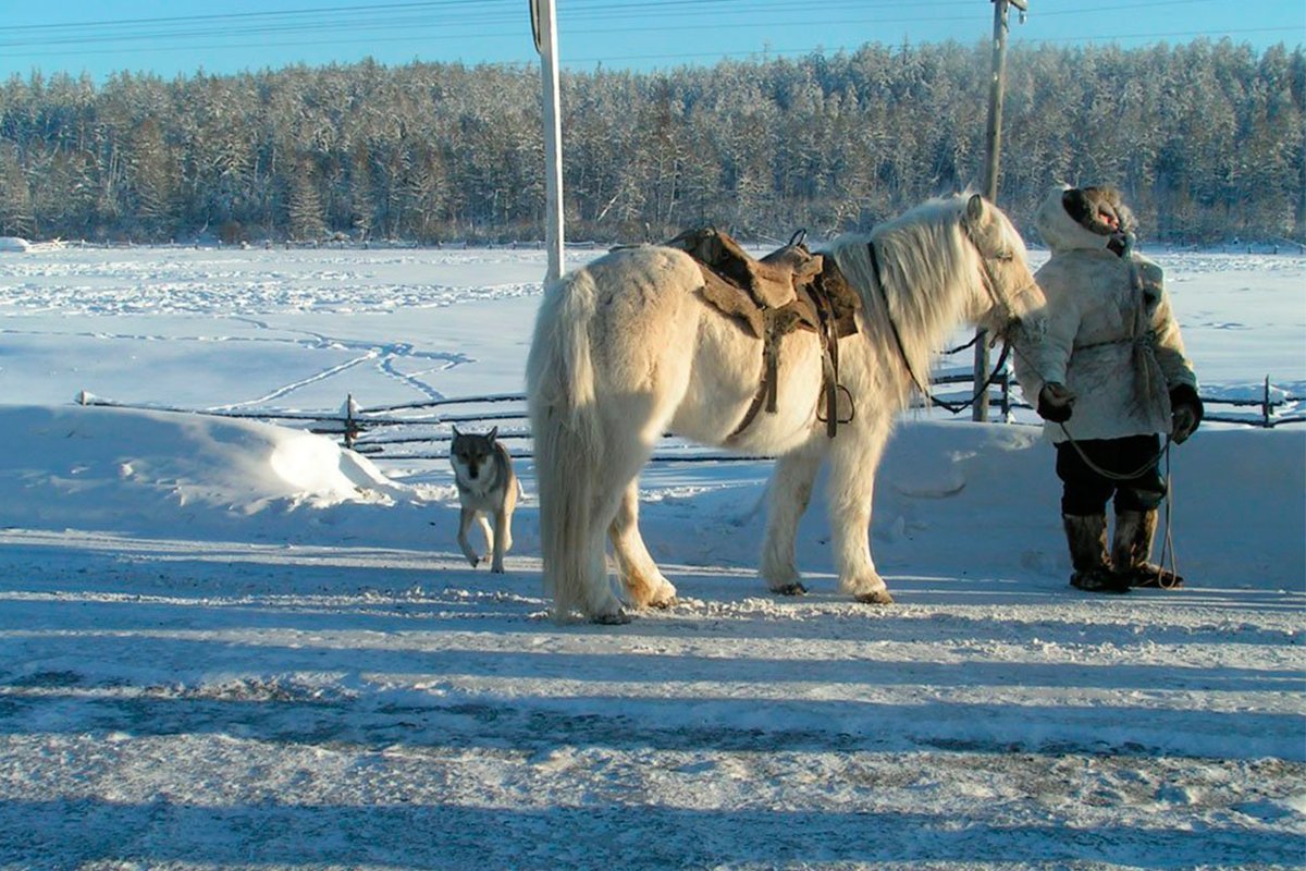 Якутская лошадь фото с человеком