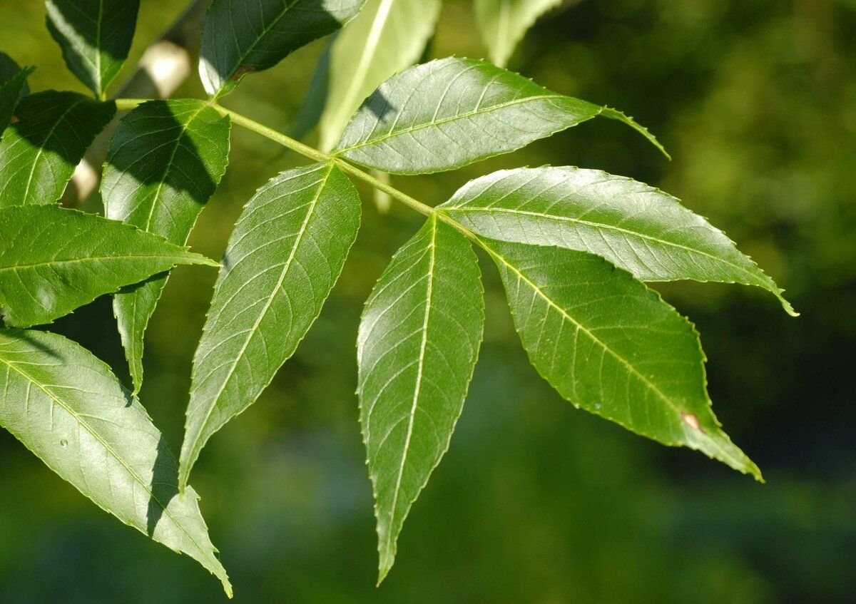 Ясень обыкновенный Fraxinus Excelsior