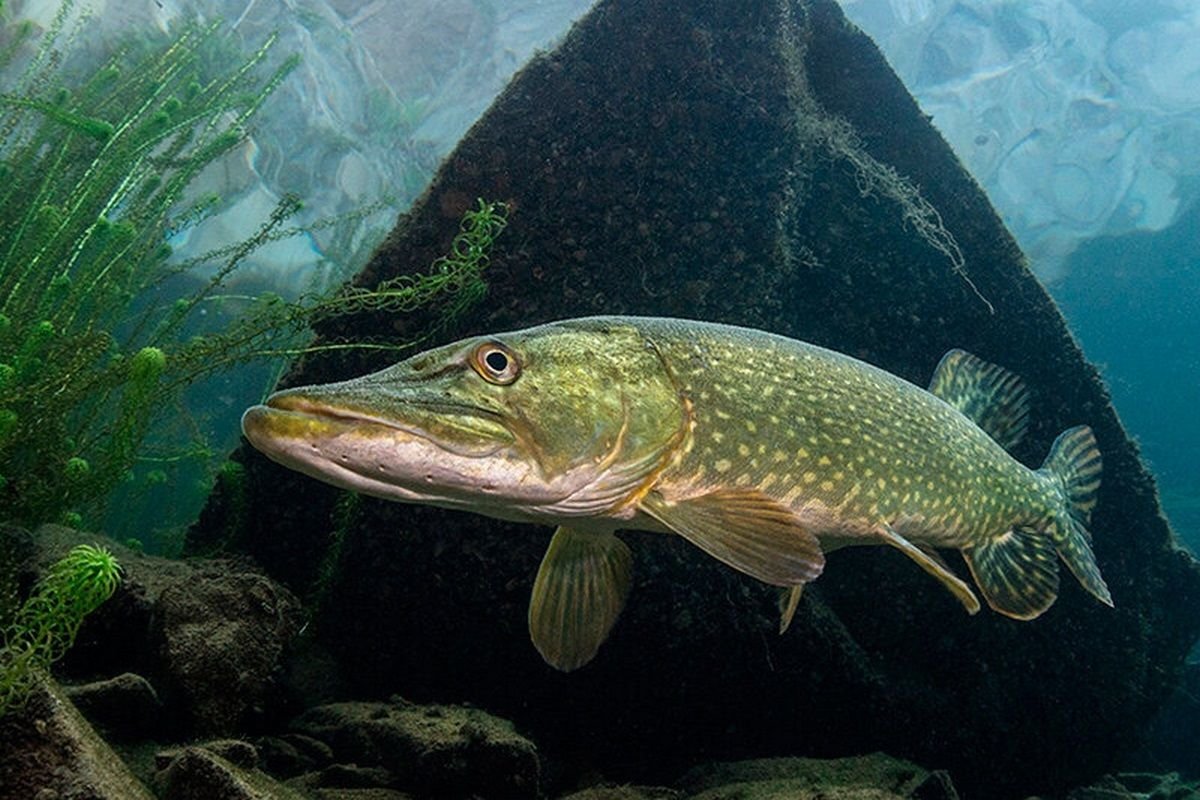 Речная рыба. Щука Esox Lucius. Вид обыкновенная щука - Esox Lucius. Балтийская щука. Щука американская красноперая.