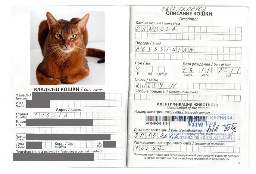 Фото на ветеринарный паспорт размер