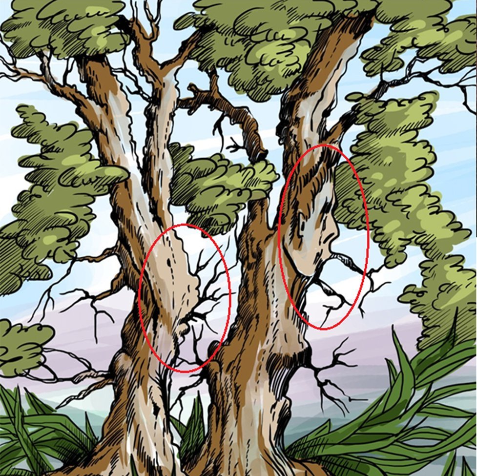 Оптические иллюзии дерево