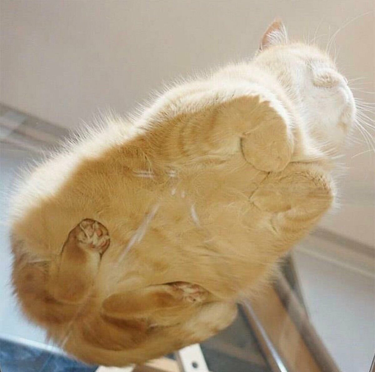 Коты на стекле