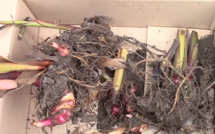 Корни канны. Луковицы канны. Канны цветы клубни. Выкапывание корневищ канн. Канны цветы луковицы.