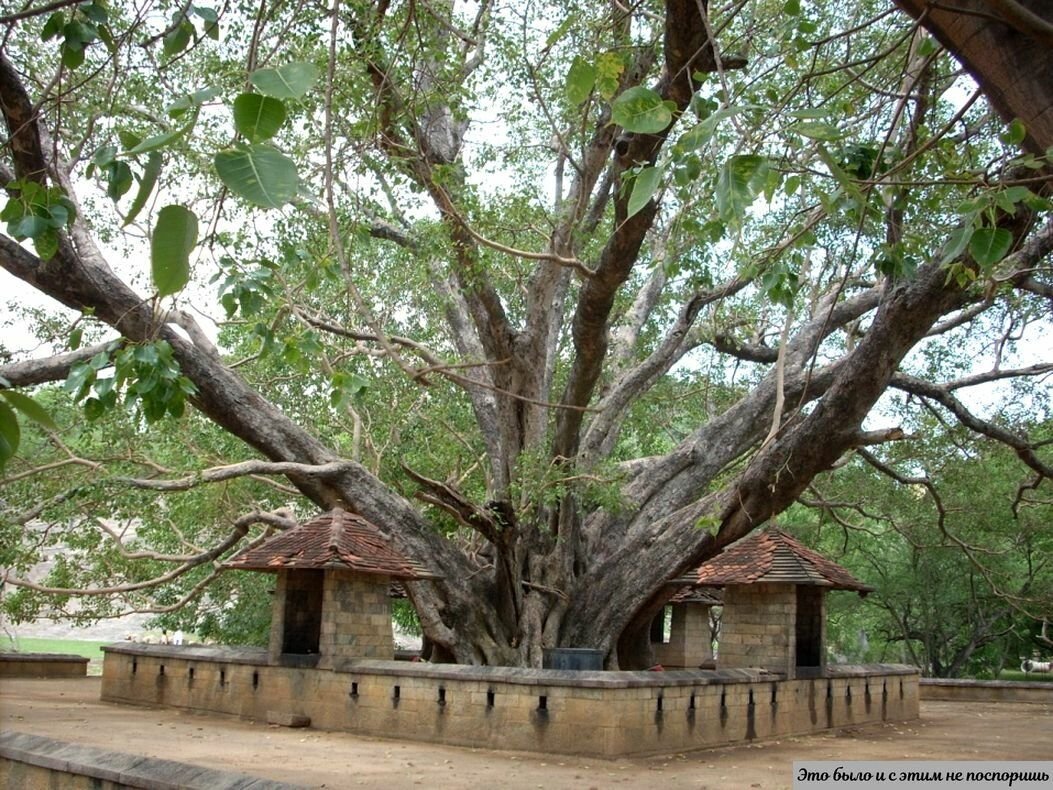 Дерево Бодхи в Анурадхапуре