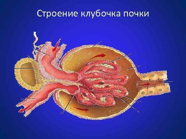 Почечный клубочек. Строение почечного клубочка. Строение клубочка почки анатомия. Строение коубочка почти. Строение клубочка почки.