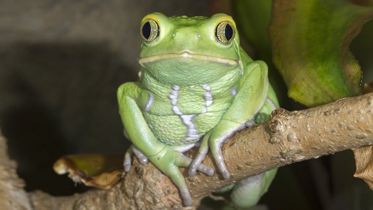 Waxy Monkey Leaf Frog