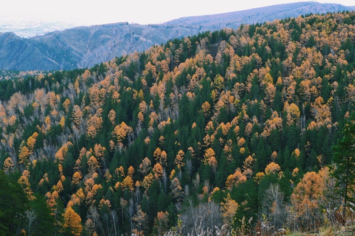 Сибирские леса картинки