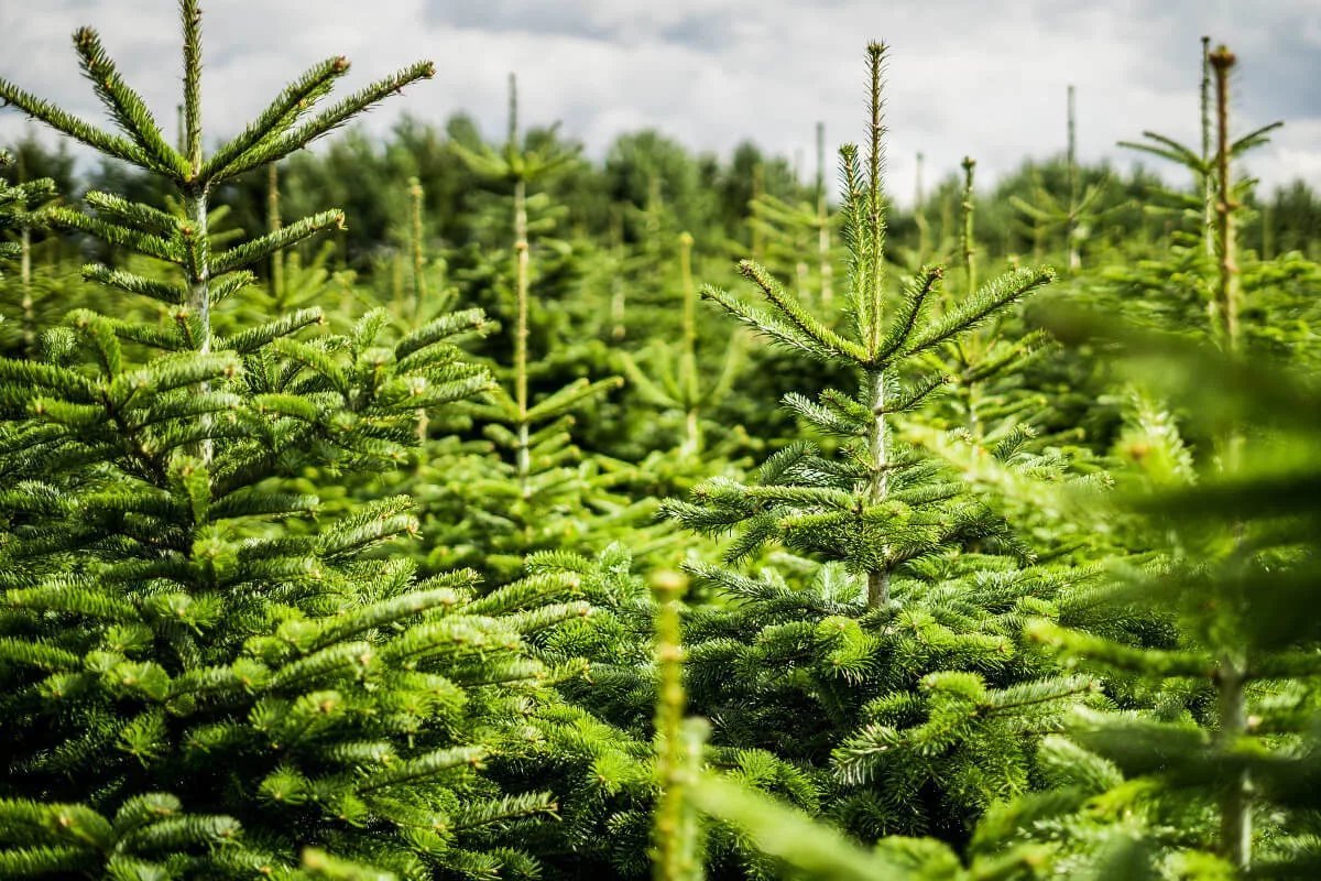 Ели они какие. Abies nordmanniana Barabits Compact. Пихта Нордмана «Эмеральд Перл». Пихта Нордмана Мастерлэнд. Пихта Нордмана стандарт.