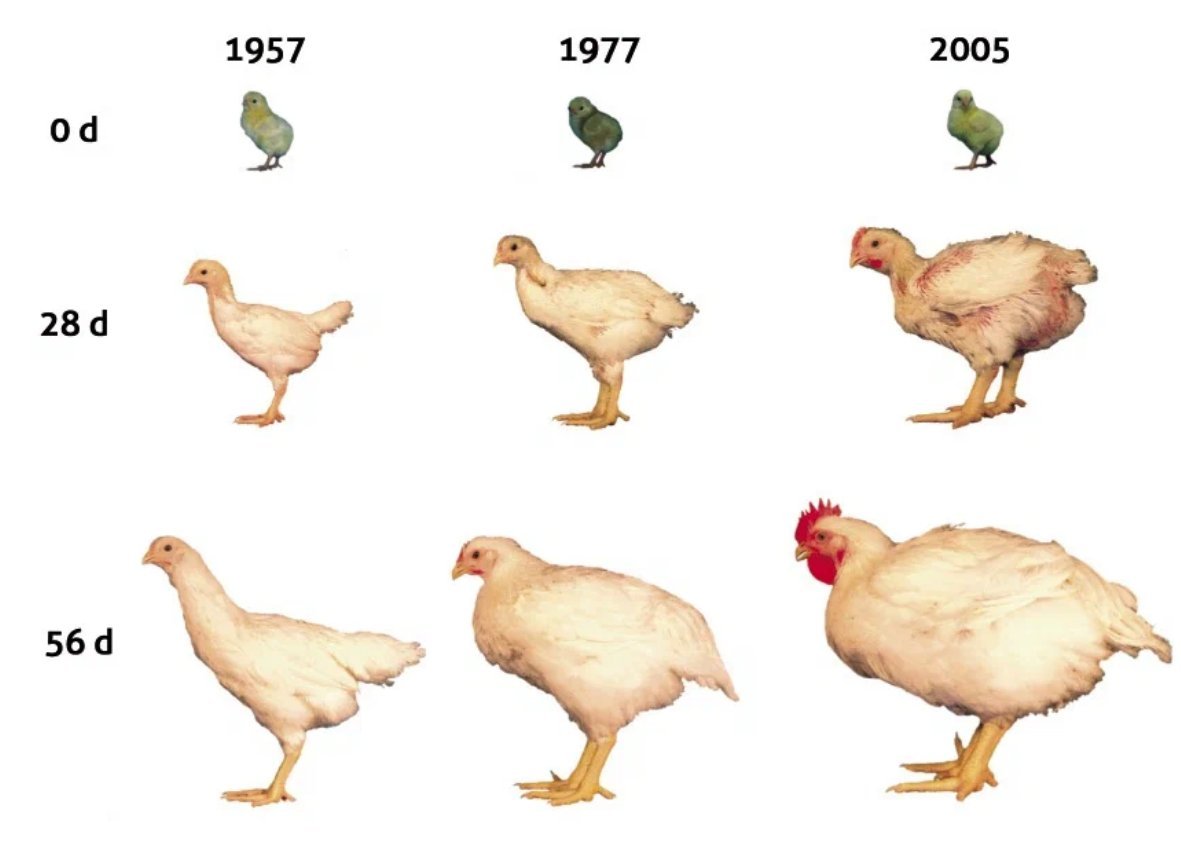 Взросление цыплят. Цыпленок бройлер размер. Рост цыплят. Стадии развития курицы.
