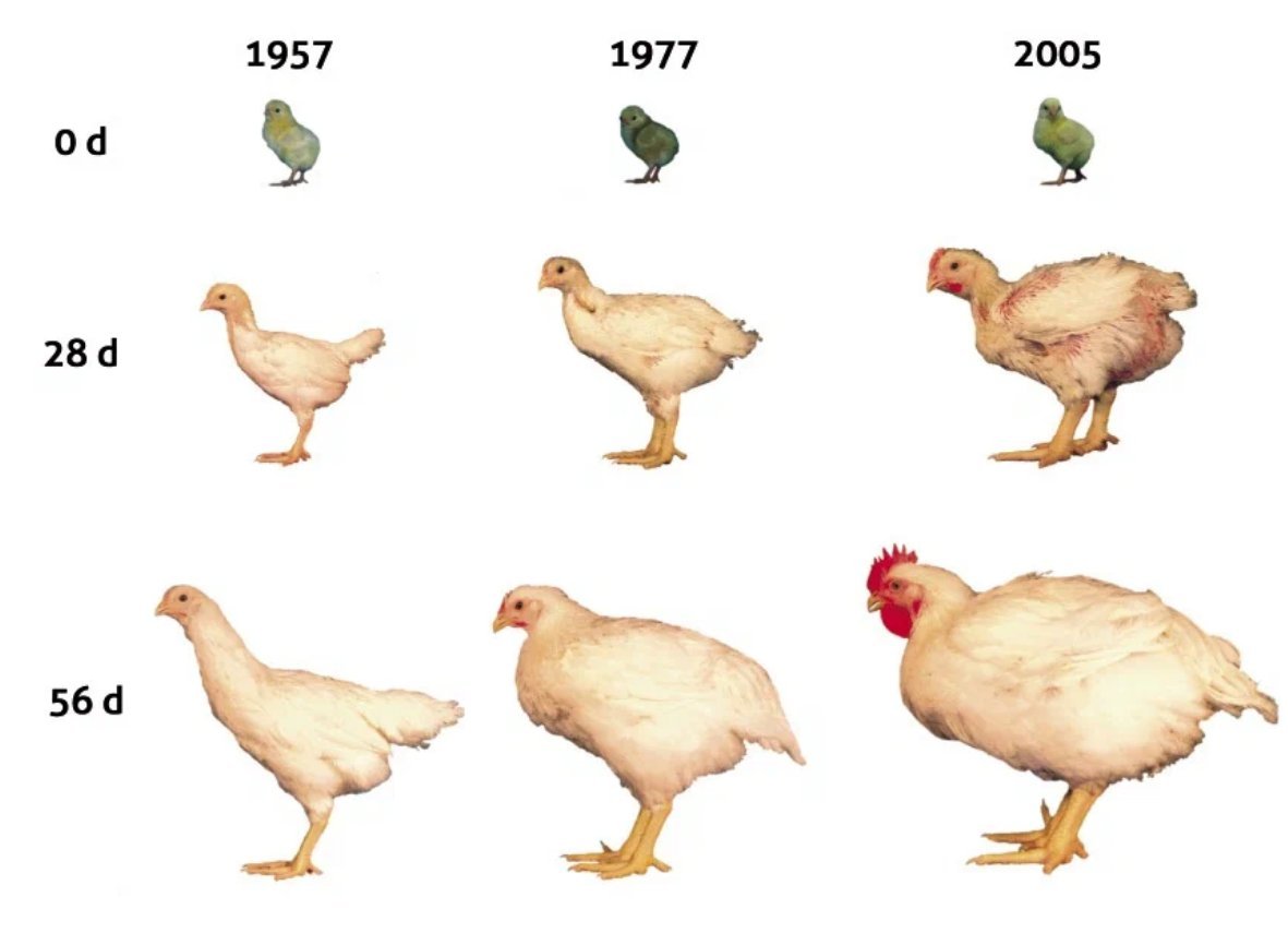 Куры начальная форма. Цыпленок бройлер размер. Рост цыплят. Стадии развития курицы. Рост курицы.