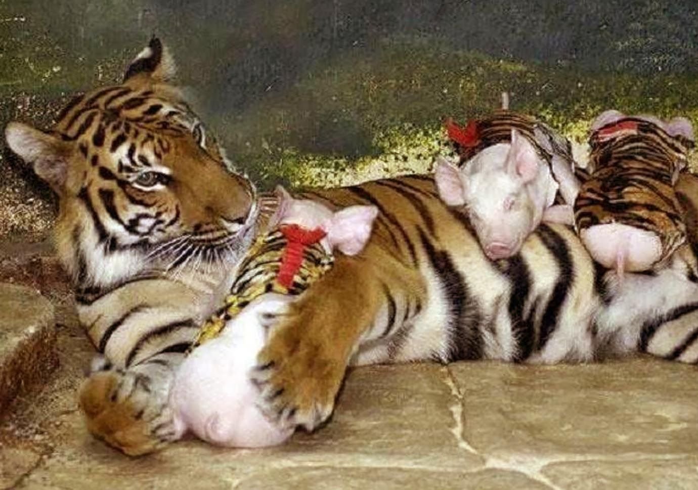 Тигрята Прикольные