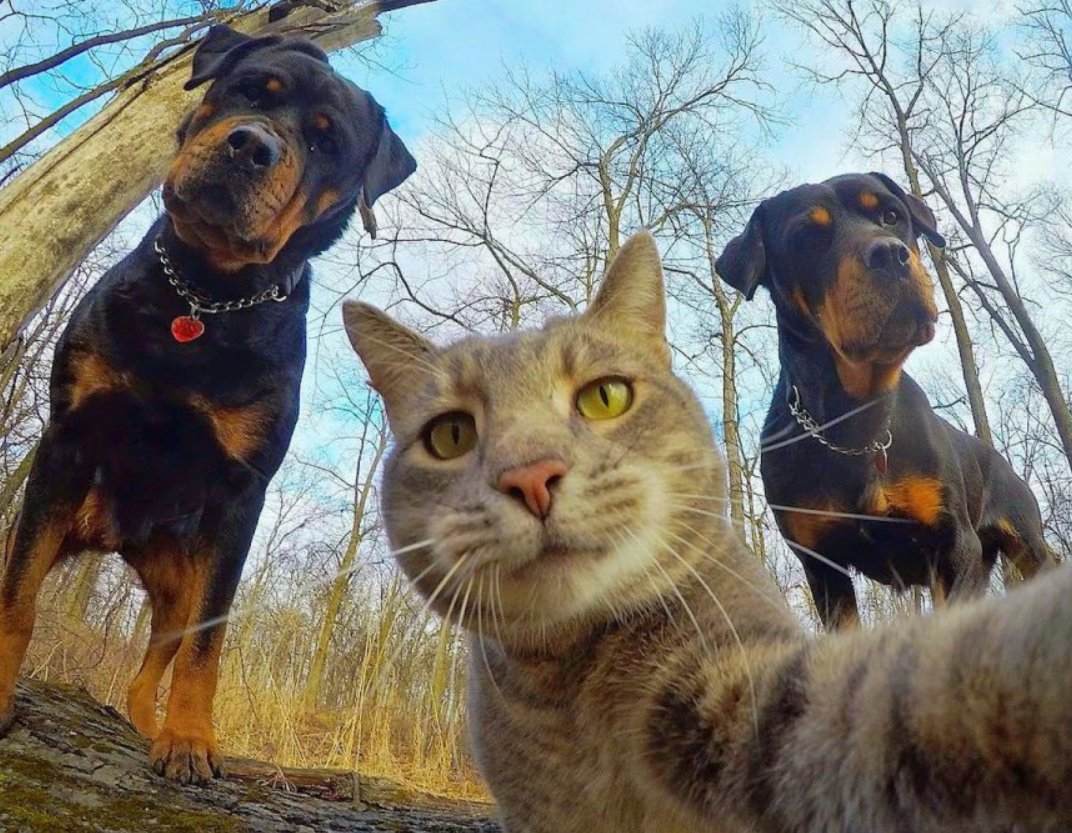 Кот 3 собаках 2. Фильм дорога домой невероятное путешествие. Кошки против собак месть китти галор. Много кошек и собак. Кошки против собак 3.