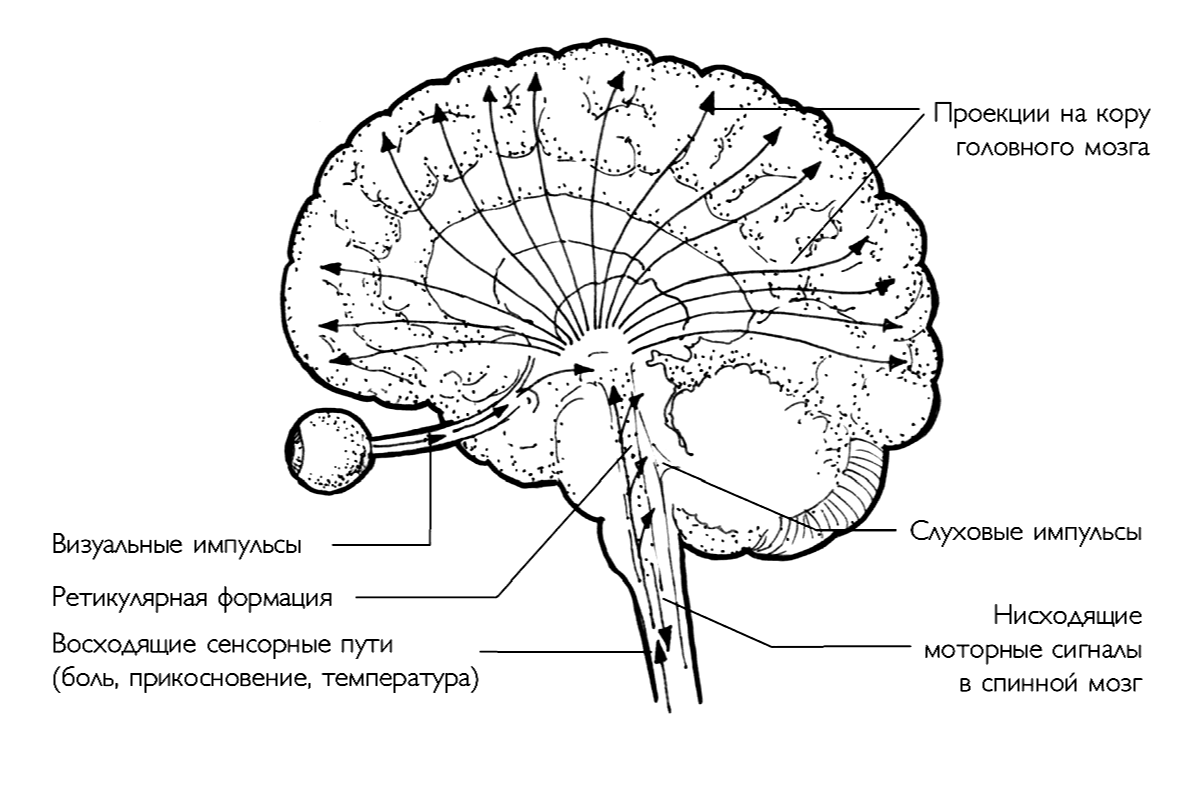 Ретикулярная формация мозга. Ретикулярная формация головного мозга. Ретикулярная формация активирующая система головного мозга. Ретикулярная формация ствола мозга пути. Ретикулярная формация головного мозга строение.