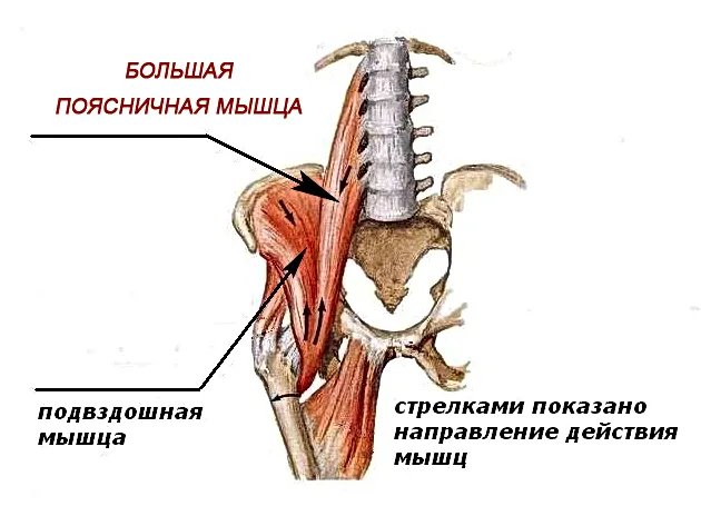 Поясничная мышца фото