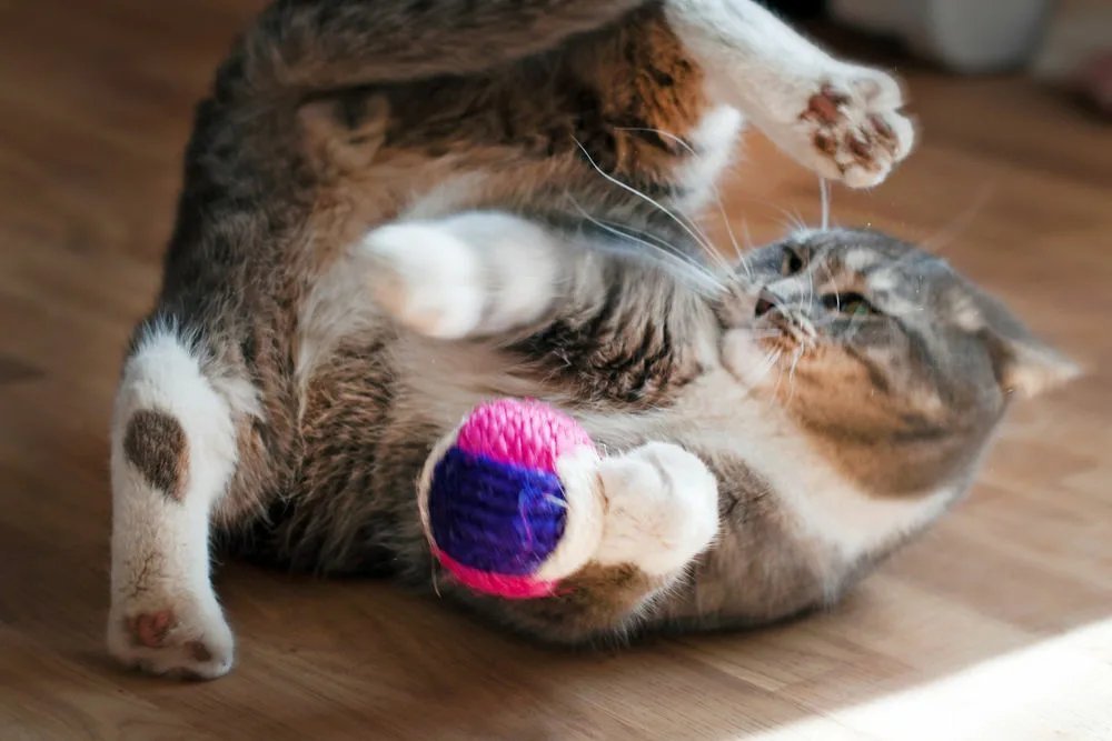 Кошка играется