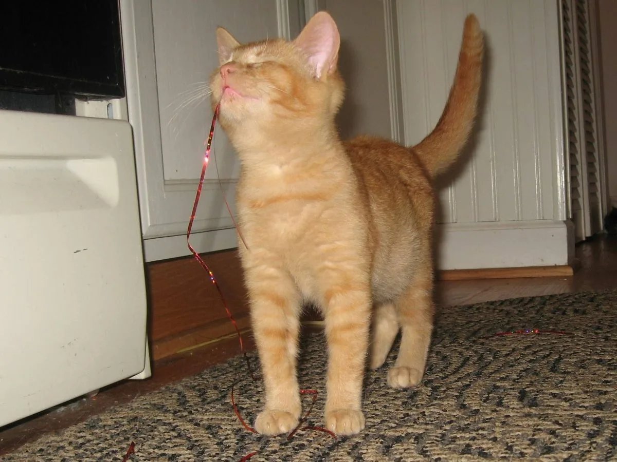 Почему коты есть. Кошка ест траву. Почему коты есть. Трава которую едят коты. Почему кошкам нужен хвост.