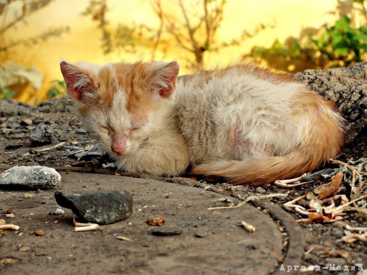 Фото бездомного кота