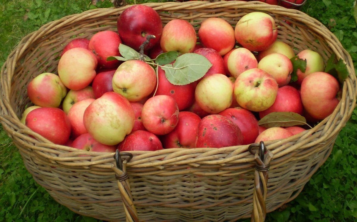 урожай яблок. урожай яблок. хранение урожая. собрали большой урожай яблок. яблочный сад.