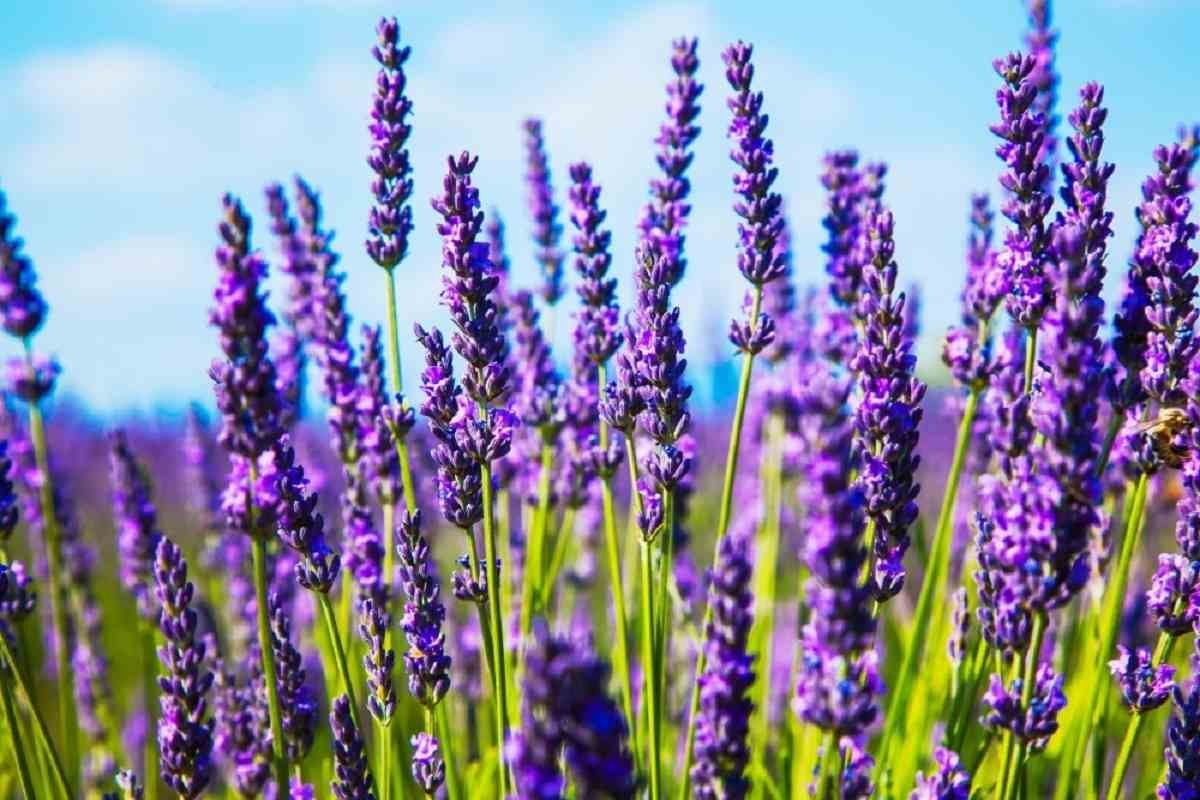 Лаванда (Lavandula)