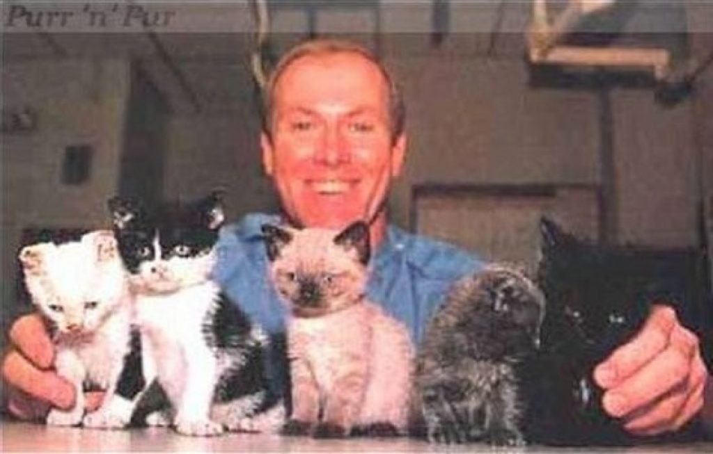 кошка скарлетт мать героиня. кошка скарлетт. кошка спасла котят. кошка скарлетт. кошачий котенок.