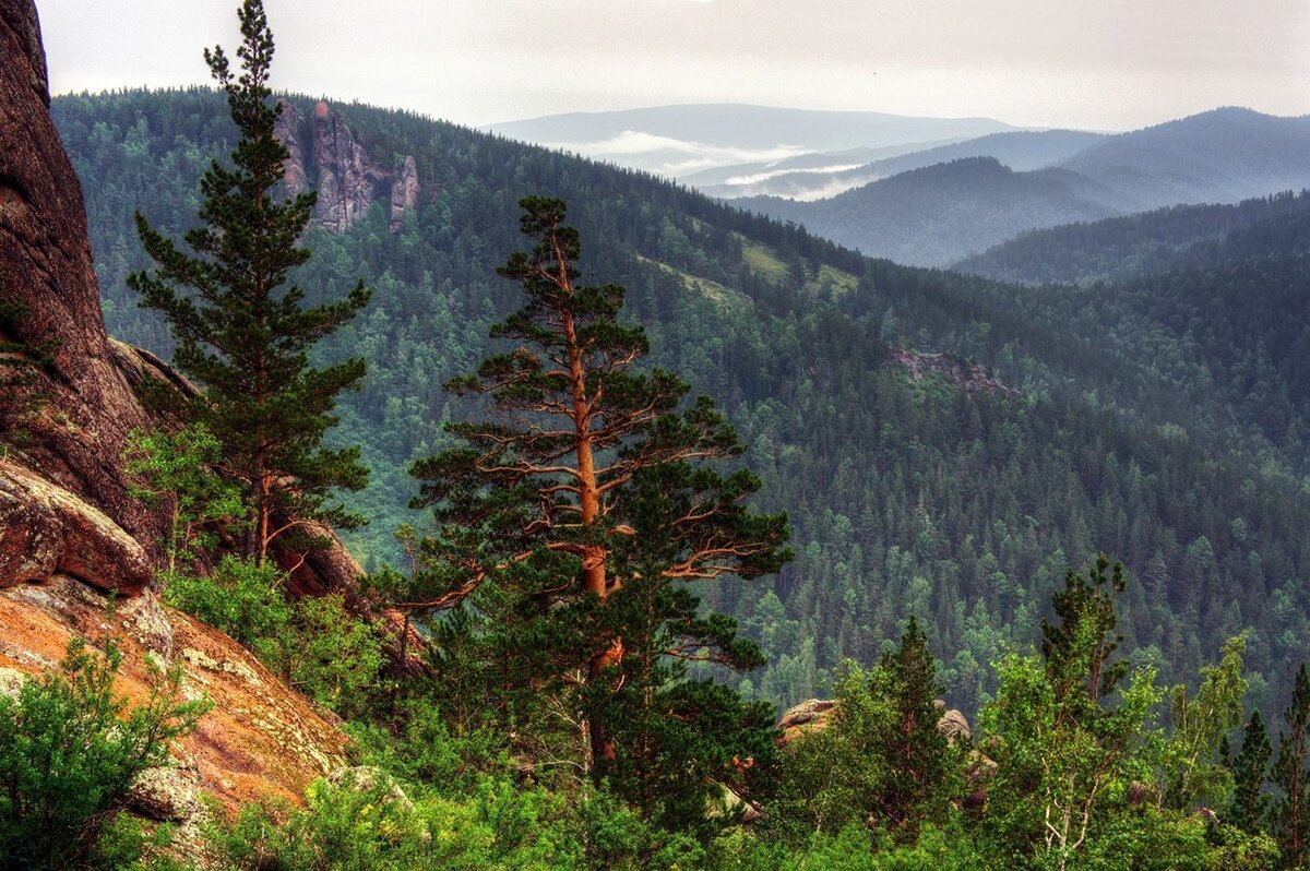 Сибирская тайга фото