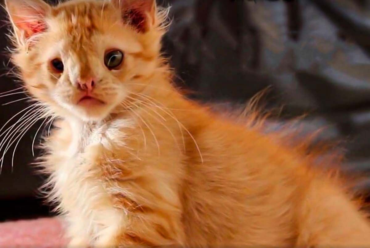 Самый уродливый кот в мире