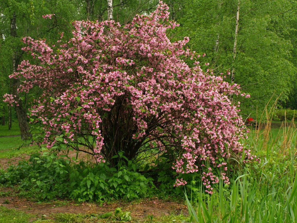 Вейгела желтая