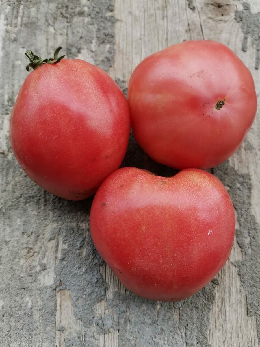 Сорт томата батяня