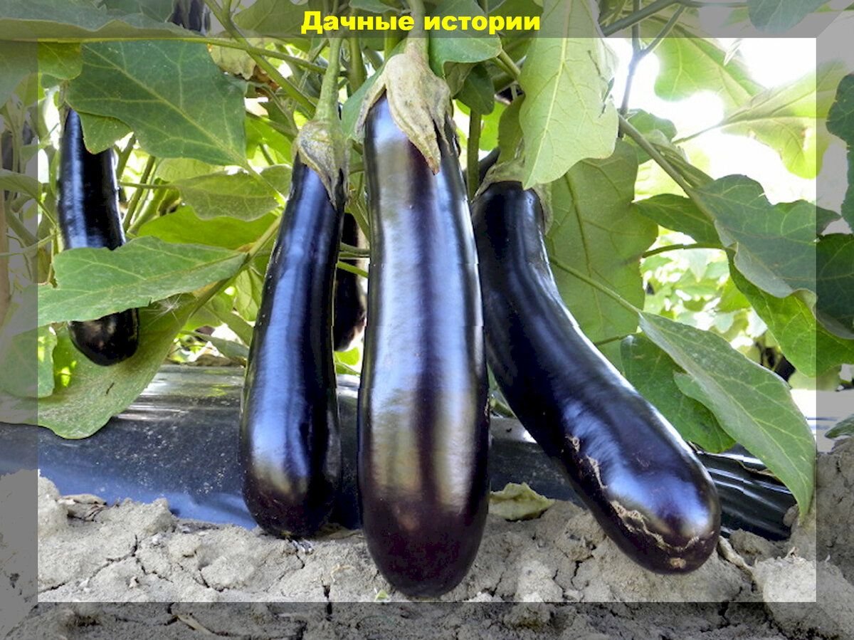 Баклажаны высокорослые сорта. Сорт баклажана медвежья лапа. Баклажаны сорта для открытого грунта. Описание сорта баклажан альбатрос описание сорта. Семена баклажан фиолетовое чудо.