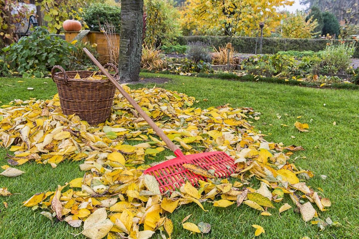 Надо ли убирать листву. Осень в саду. Осенний сад. Огород осенью. Дача. Осень.