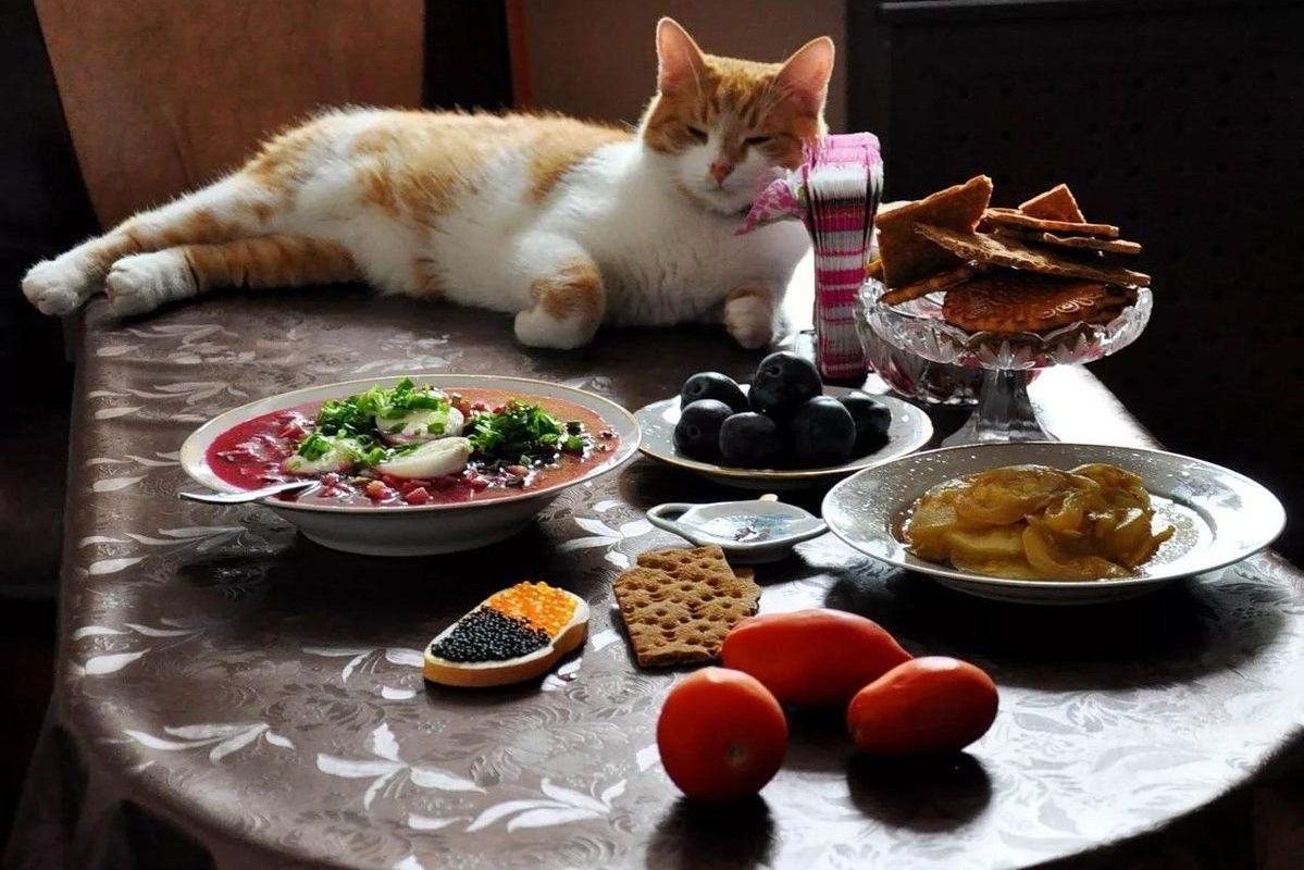 Смешной обед. Кошка завтракает. Котик ужинает. Коты и еда. Еда для кошек.
