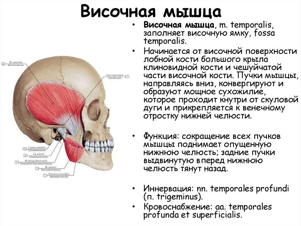 Височная мышца. Функции височной мышцы головы. Височная мышца (m. temporalis). Ход волокон височной мышцы (m. temporalis):. Височно-теменная мышца (верхняя ушная мышца).