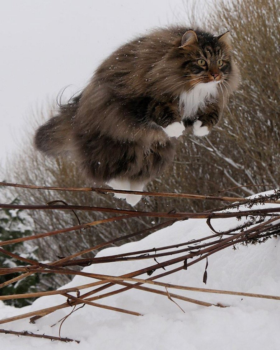 Сибирский Лесной кот