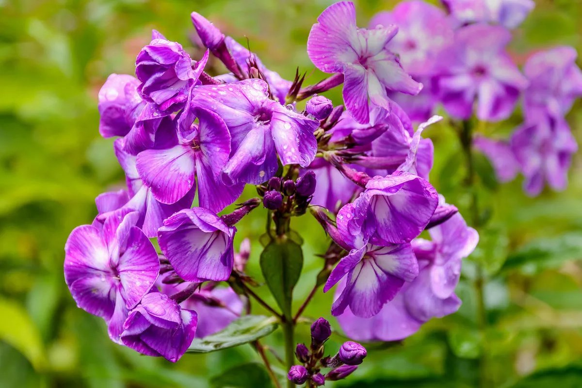 Флоксы куст. Флокс autumn Joy. Флокс Полянка.