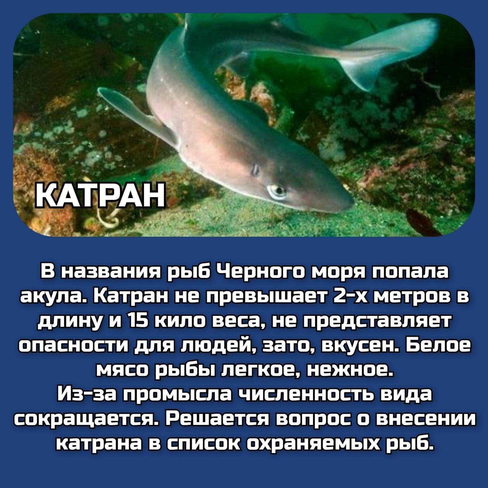 какие рыбы водятся в черном море крым