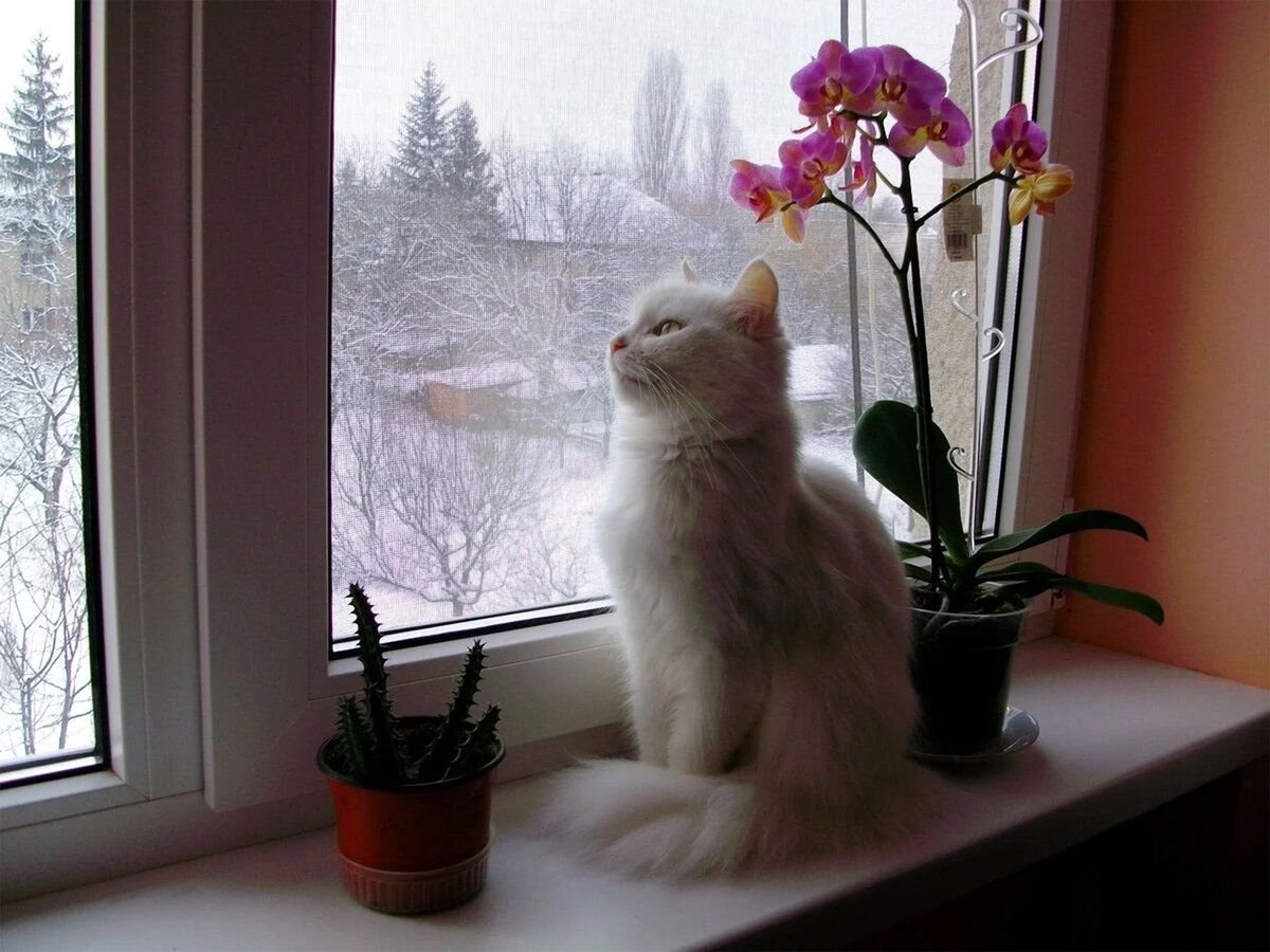 Начинаем ждать весну. Кот на окне. Кошки на окошке. Цветы на подоконнике. Котик на подоконнике.