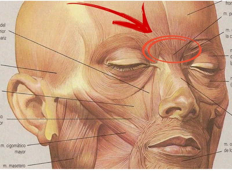 Над носом. Мышцы лица и морщины. Складки лица анатомия. Мимическая складка лица анатомия. Мышца сморщивающая лоб.