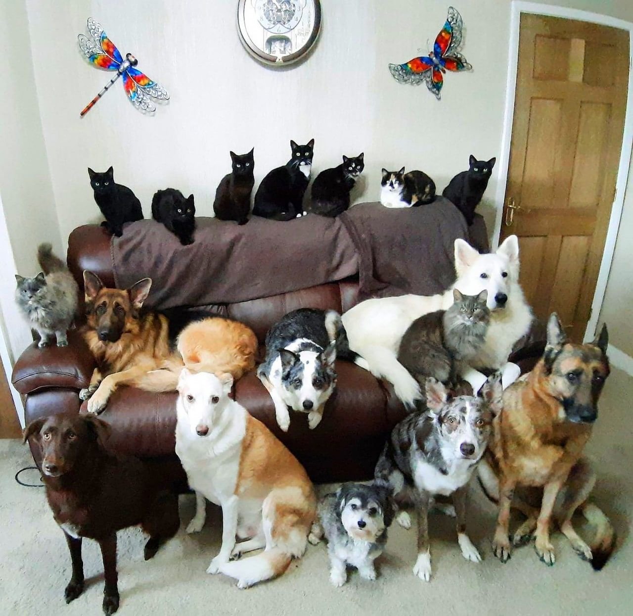 Много животных в квартире