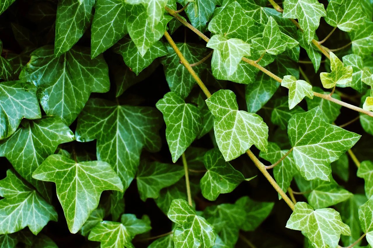 Растение ли. Плющ иберийский (Hedera Iberica). Плющ Гринхарт. Плющ — Ivy (Hedera. Плющ Элегантиссима.