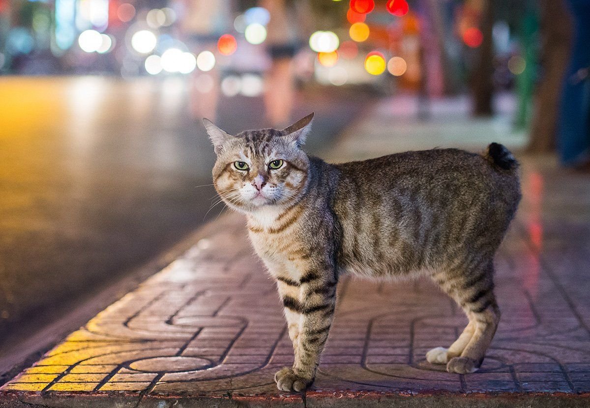 Кот с острова мэн