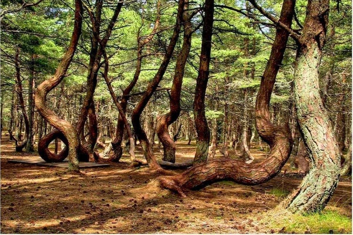 Косой лес. Куршская коса Танцующий лес. Куршская коса Калининград Танцующий лес. Пьяный лес Куршская коса. Танцующийлес Курская коса.