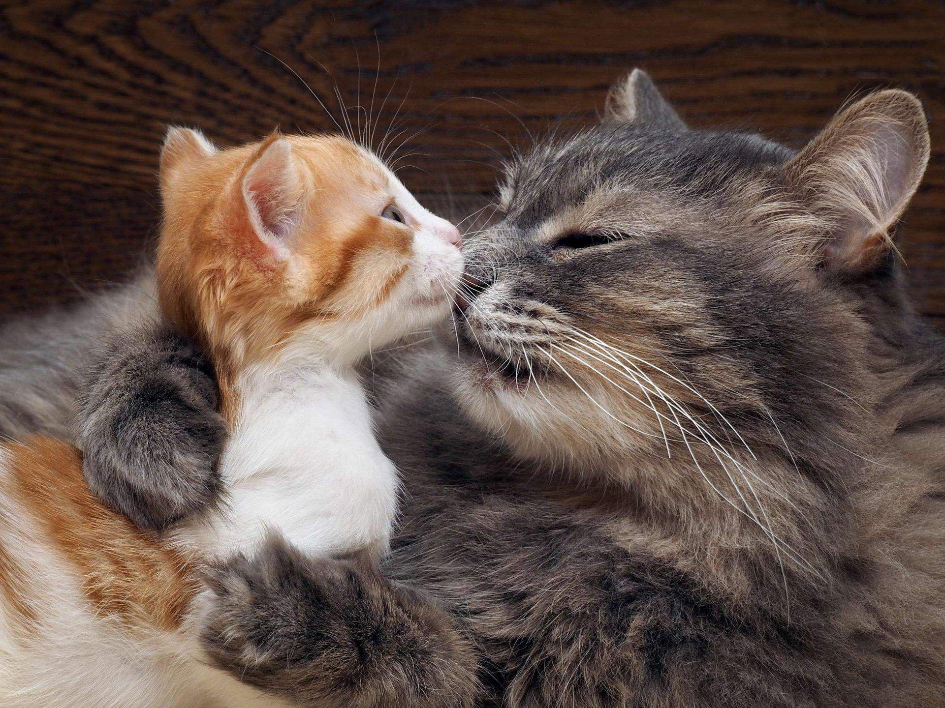 Кот кошка и котенок картинки