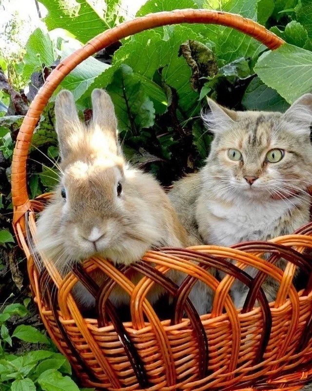 Картинки кролика кота