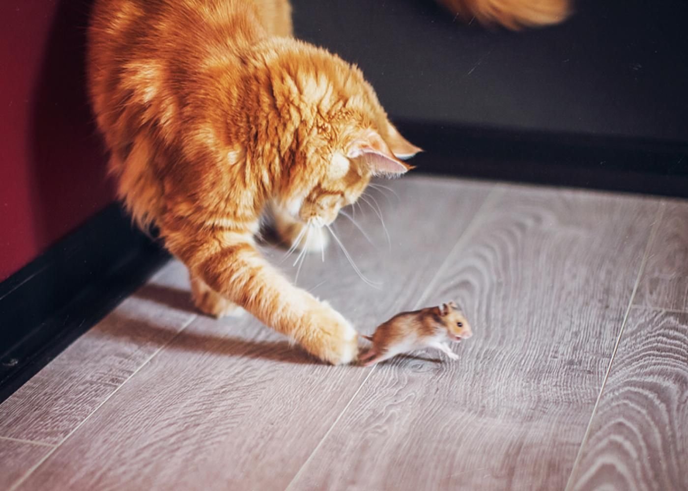 Фото кошки мышки игра